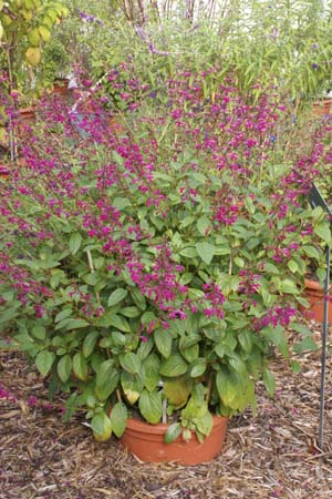 Salvia buchananii