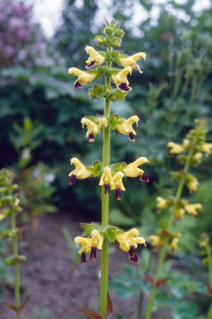 Salvia bulleyana