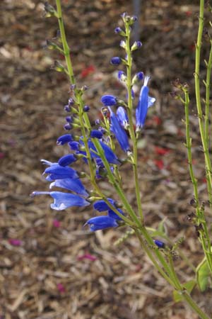 Salvia cacaliifolia