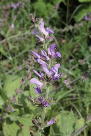 Salvia cadmica