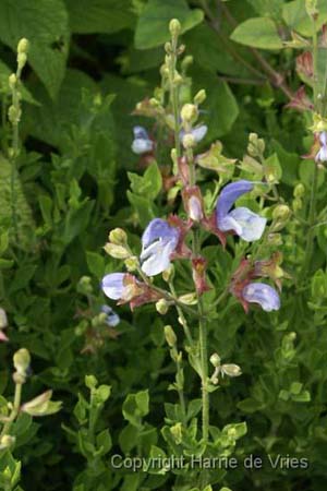 Salvia chamelaeagnea