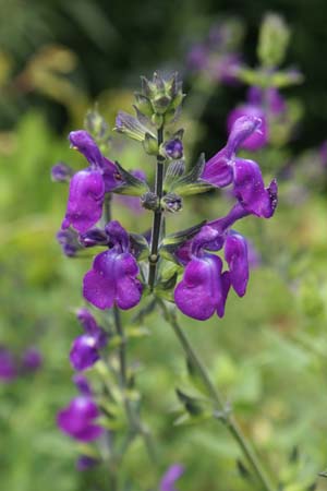 Salvia 'Christine Yeo'