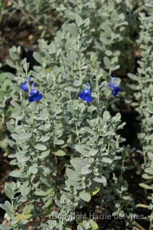 Salvia chamaedryoides 'Silver leafed Form'