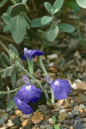 Salvia chamaedryoides 'Silver leafed Form'