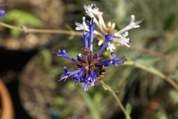 Salvia clevelandii 'Winnifred Gillman'