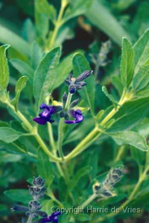 Salvia coahuilensis