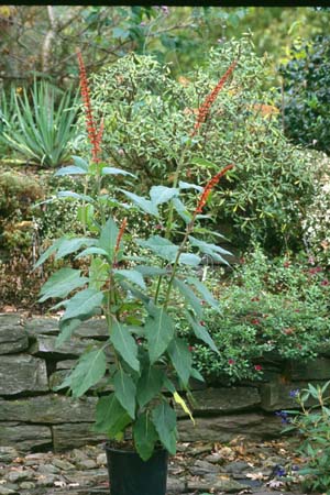 Salvia confertiflora