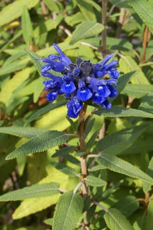 Salvia corrugata