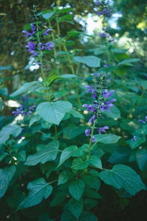 Salvia 'Costa Rica Blue'