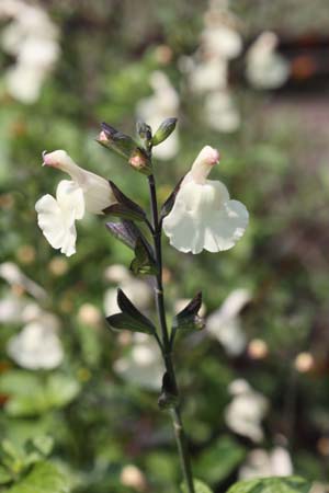 Salvia 'Creamy'