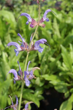 Salvia cyanescens