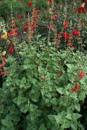 Salvia darcyi