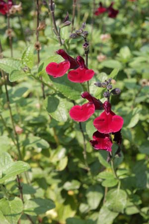 Salvia 'Dark Red Dream'