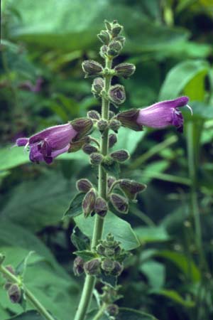 Salvia dolichantha