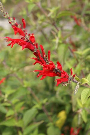 Salvia elegans