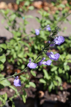 Salvia 'Elle Belle'