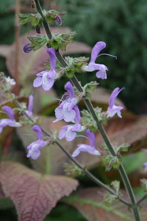 Salvia sp. ex Himalaya