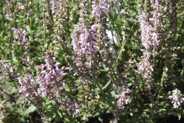 Salvia 'Feathers Flamingo'