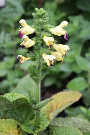 Salvia flava megalantha