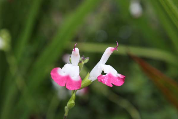 Salvia 'Free Magenta Lips' (1)