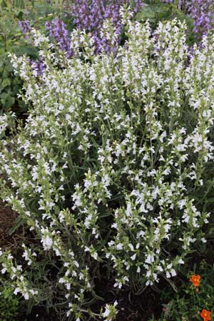 Salvia fruticosa 'Alba' (type Hügin)