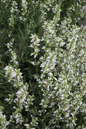 Salvia fruticosa 'Alba' (triloba 'Alba) ?