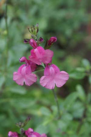 Salvia x jamensis 'Mauve'