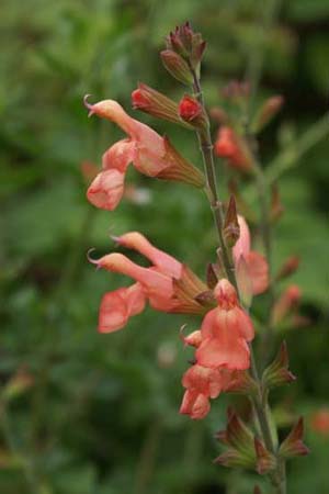 Salvia greggii 'Desert Pastel'