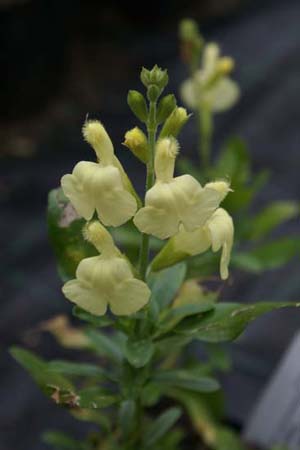 Salvia greggii 'Sungold'