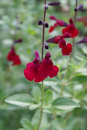 Salvia greggii 'Silas Dyson'