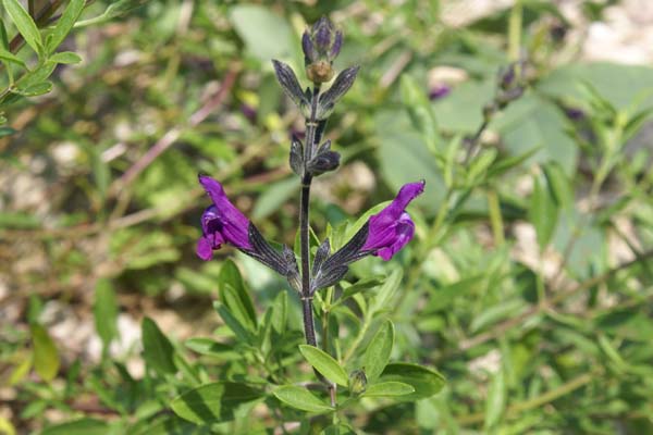 Salvia greggii x serpyllifolia