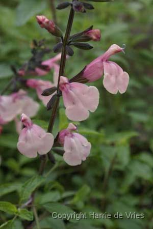 Salvia greggii 'Stormy Pink'