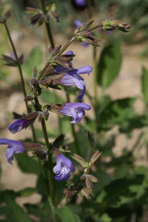 Salvia heldreichiana