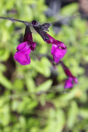 Salvia 'Ignition Purple'