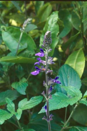 Salvia 'Indigo Spires'