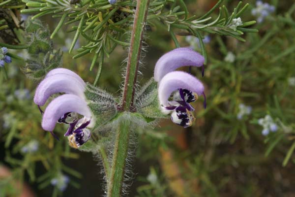 Salvia indica