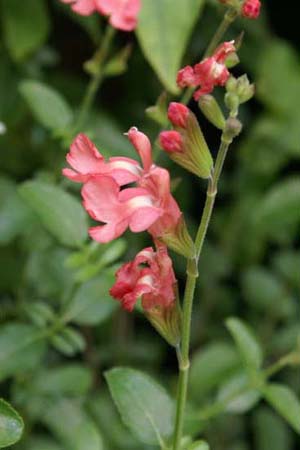 Salvia x jamensis 'Dyson's Orange Pink'