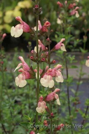 Salvia x jamensis 'Sierra San Antonio'