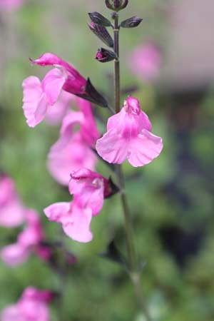 Salvia  x jamensis (grootbloemig roze, nr.9)