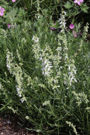 Salvia jurisicii 'Alba'