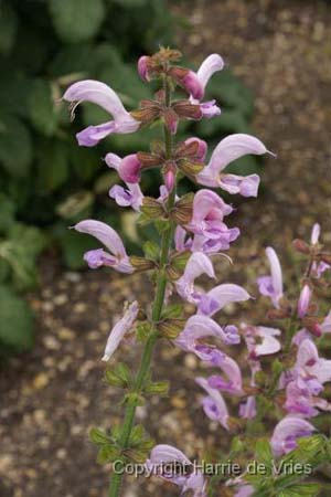 Salvia kuznetzovii 'Roze Vorm'