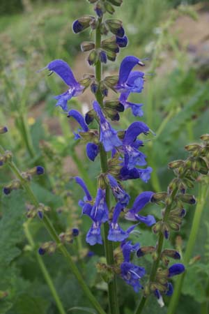 Salvia kuznetzovii