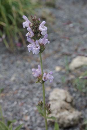 Salvia lavandulifolia blancoana