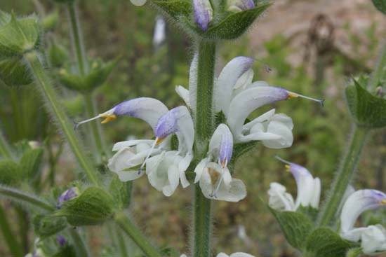 Salvia lanata