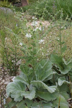 Salvia lanata