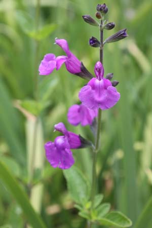 Salvia 'Lilac Dream'