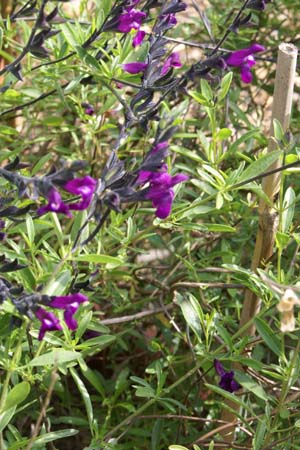 Salvia lycioides