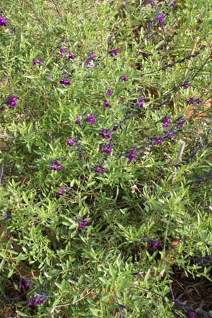 Salvia lycioides