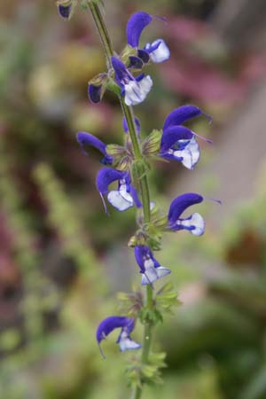 Salvia 'Madeline'