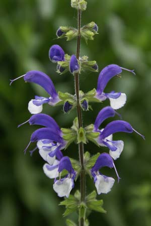 Salvia ex 'Madeline'